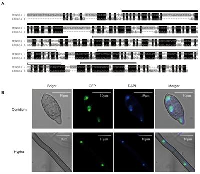 The nucleolin MoNsr1 plays pleiotropic roles in the pathogenicity and stress adaptation in the rice blast fungus Magnaporthe oryzae